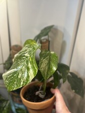 Rare Variegated Monstera Albo Cutting  Rooted Plants High Variegation