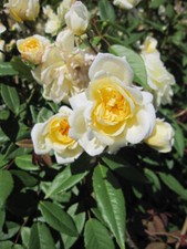 Rosa Malvern Hills ® - Englische Rose - David Austin Rose - Ramblerrose