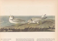 Audubon 1942 Vintage Birds #220 "Piping Plover" Full Color Art Plate Lithograph