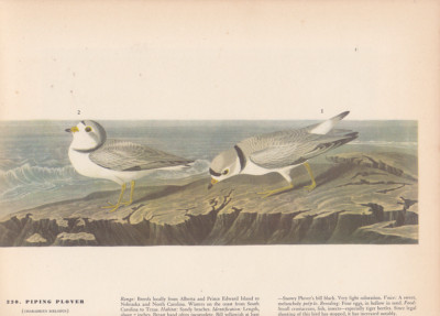 Audubon 1942 Vintage Birds #220 ''Piping Plover'' Full Color Art Plate Lithograph