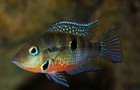 2X Firemouth Cichlids Stunning Live Fish 1.5" - 2" African Cichlid Thorichthys