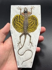 REAL Yellow/Grey Draco Flying Lizard Draco haematopogon Taxidermy