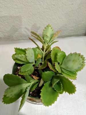 5 Mexican Hat plants - Kalanchoe Daigremontiana | eBay