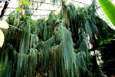 Kashmir Bhutan Weeping Cypress Tree Seeds (Cupressus Cashmeriana) Blue Evergreen