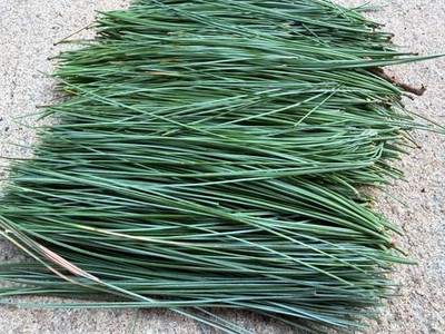 Fresh Eastern White Pine Needles NJ Wild Harvest 1 LB  -  Tea Crafts Natural