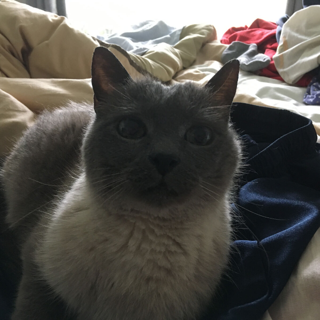 Comics + Collectibles + Stuff