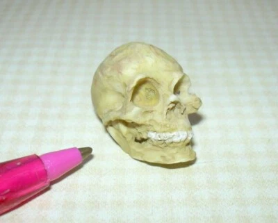 Miniature Resin Skull w/Teeth Halloween/Medical: DOLLHOUSE 1" x 3/4" x 5/8" 1:12 - Image 1 of 2