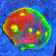 CORALS OF EDEN ~ Jelly Bean Chalice Coral Frag ~ LPS ~ SPS