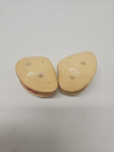 2 Vintage Japanese Miniature Carved Celluloid Clam Shell Diorama Water - Picture 10 of 10