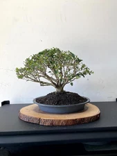 PREMIUM!! Fantastic Yaupon Pre-Bonsai, 25 Years, GREAT TRUNK