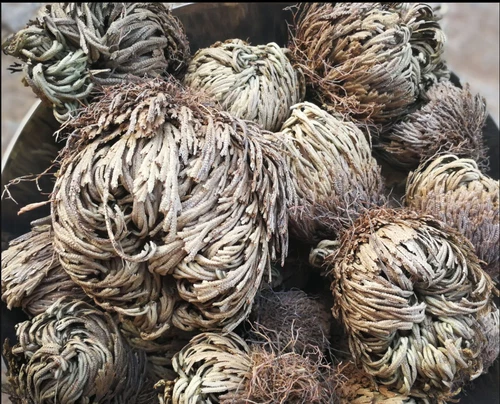 ROSE VON JERICHO, die Pflanze, die niemals stirbt Wunderpflanze Geschenkidee - Bild 8 von 14