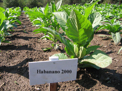 cuban tobacco seeds for sale 1000 Habano 2000 Tobacco Seeds ~ Heirloom ~ High Yield ~ Cigar Tobacco Seeds! cuban tobacco seeds for sale 1000 Habano 2000 Tobacco Seeds ~ Heirloom ~ High Yield ~ Cigar Tobacco Seeds!