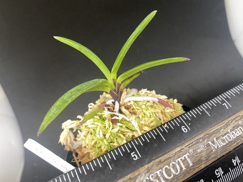 (BIN)Neofinetia falcata(japaneseorchids)red flower/triple spur/AKAUSAGI 赤兎 - Picture 2 of 7