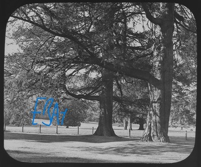Foto DUNKELD LÄRCHEN SCHOTTLAND UM 1900 Zauberlaternendia VIKTORIANISCHE BAUMSTUDIE