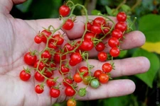 120+ Sweet Pea Currant Tomato Seeds - TINY - 1000's of Tomatoes ----------- RARE