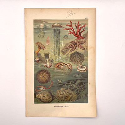 1901 Antique Print Natural History Marine Animal Coral Jellyfish Octopus Squid