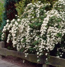 5 Litre Pot - spiraea nipponica snowmound - Shrub -