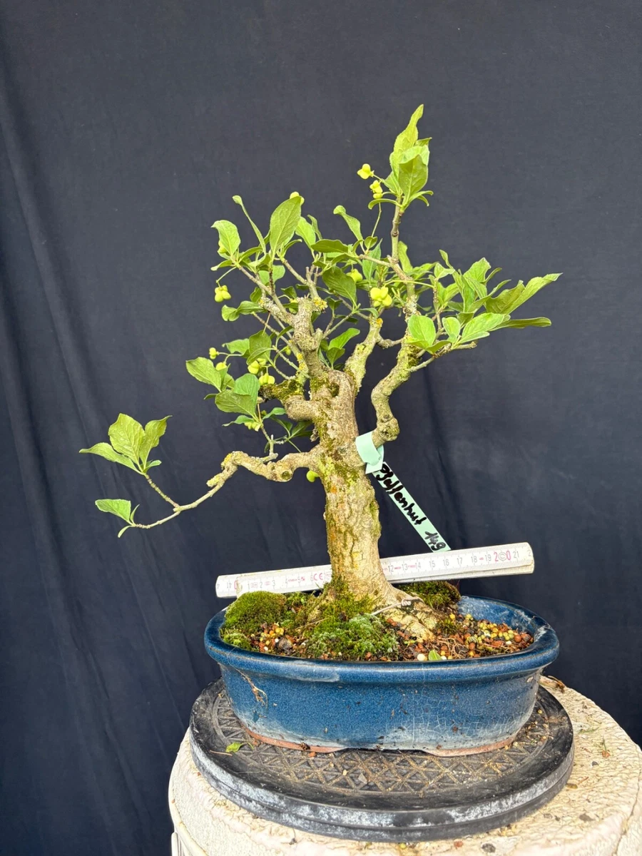 Blhende Pre-Bonsai-Pflanzen, Bume & Strucher Bonsai online kaufen |  eBay.de