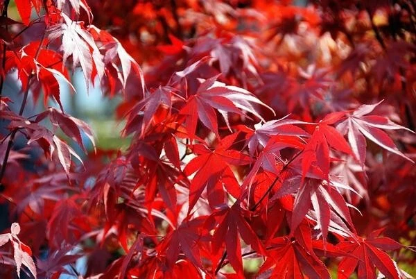 Fireglow Upright Red Japanese Maple - Live Plant - ( 2.5 QT ) - Image 2 of 4