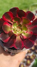 Aeonium Chanel Lina Variegated Width 8cm NEW VARIETY rooted UK