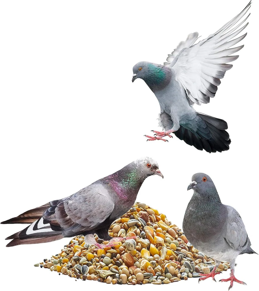 Taubenfutter Classic Taube Hochwertige Mischung von Paul's Mühle - Bild 2 von 4