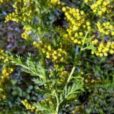 Graines de Armoise annuelle,Artemisia annua,produit de mon jardin,plante Bio