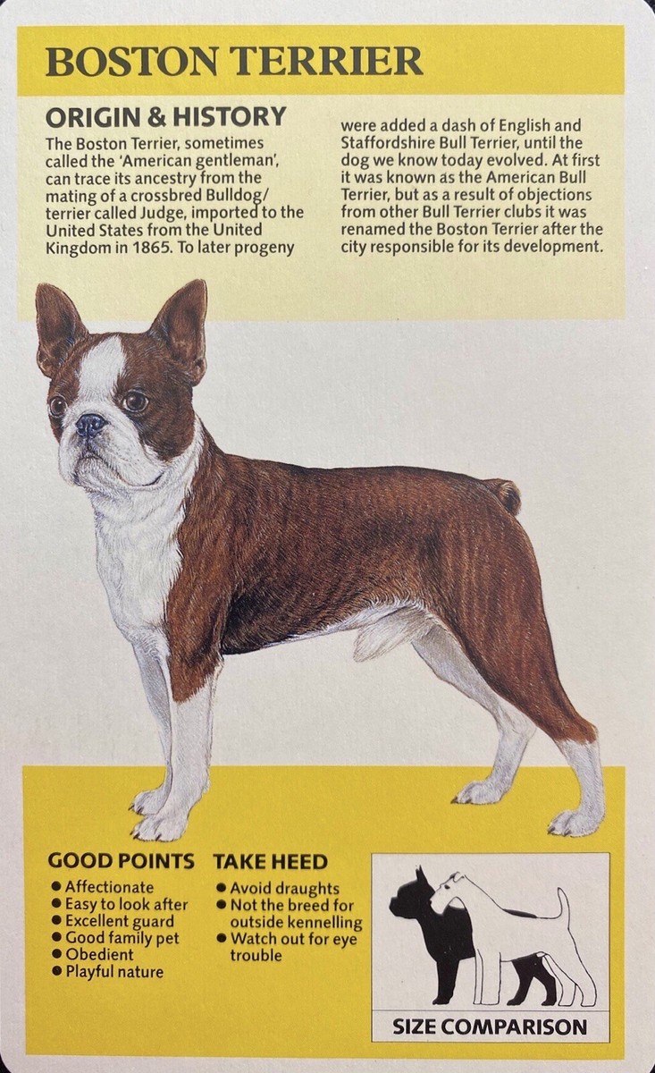 Puppies Boston Terrier Family Dog History Boston Bull Puppies