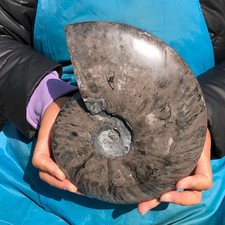 4.37LB Natural Black Ammonite Fossil Conch Quartz Crystal Specimen Healing