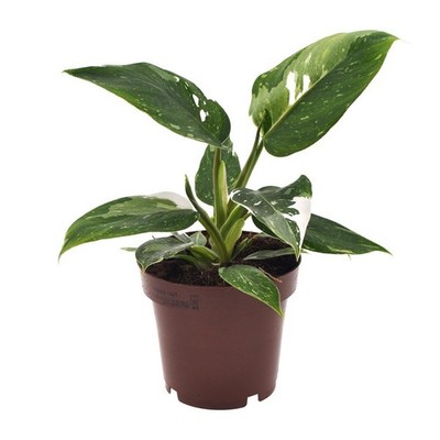 Philodendron White Princess Ø12 cm   ca. 25 cm, weiß-grün panaschiert
