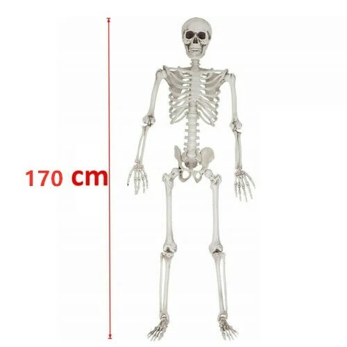 170cm Halloween Poseable Skeleton Full Life Size Human Skeleton Decoration Prop - image 3 of 4