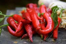 Kashmiri Red Chili Pepper Seeds (20) / ORGANIC / EXTREMELY RARE / INDIAN CUISINE