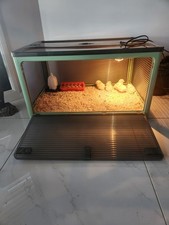 chicken brooder