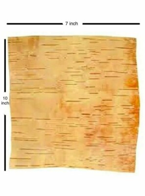 BARK SHEET BhojPatra Bhoj Paper Betula Utilis HIMALAYAN BIRCH Big Size