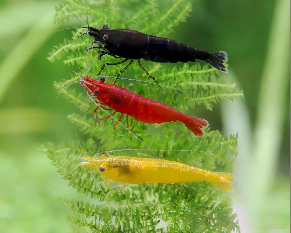 Cherry shrimp algae cheap