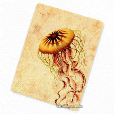 Discomedusae Jellyfish #5 FRIDGE MAGNET, Decorative Jellies Ernst Haeckel