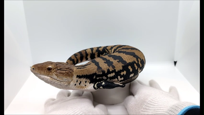 右巻 lizard BOKI 軽量118g 10＋1BB BFS 試し投げのみ Japan BANDAI Blue Tongue Skink Big Figure 10.2inch Ichiban Kuji