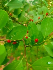 C..o...c. .a S.e.e.d.s Novo Ayurvedic Tropical High Germinations