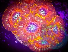 SAF~Magician Zoanthid Coral Frag, Colony, “WYSIWYG” Paly, Zoa