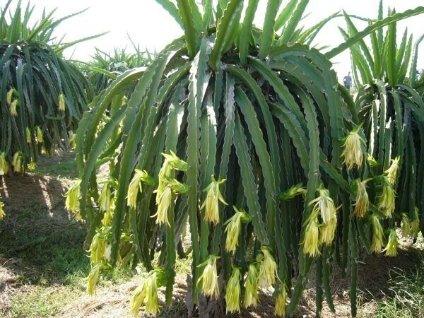 Wekiva Foliage Edgar's Baby Dragon Fruit Tree - 4 Live Starter Plants -  Hylocereous Undatus - Edible Tropical Fruit Plant from Florida  EdgarsBabyDragonFruitTree2x4 - The Home Depot