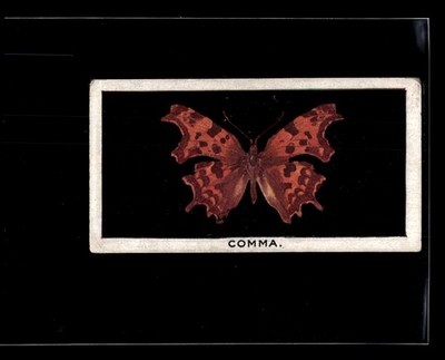 1927 Godfrey Phillips British Butterflies Comma #25 HIGHER GRADE