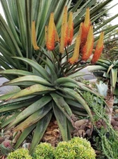 ALOE RUPESTRIS SEEDS - Single stem tree aloe - 10 seeds - RARE!
