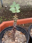 Foto 2 di 4