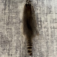Raccoon Hair-On Fur Pelt with Tail Gray Brown Black for Crafts Garments Trim