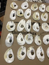 Oyster Shell Flats Pre Drilled for Crafts (2-4 Inches) 50 count lot  