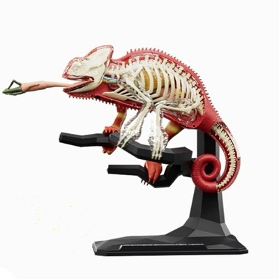 Lizard Anatomy Model Early Teaching Toy for Kid, Anatomical Lizard Model