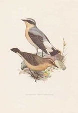 Steinschm&auml;tzer Oenanthe oenanthe Farbdruck von 1958 Steinbei&szlig;er Ornithologie