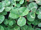 40 grams White Ladino Clover seed. Stabilize Nitrogen, Feed Bees, Pasture Forage — photo 3