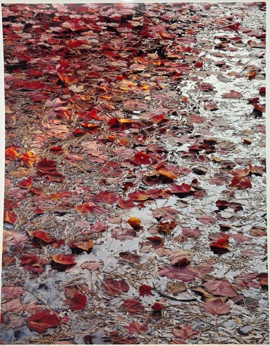 Original JOHN WAWRZONEK 'Leaves on Water' AUTUMN RED Landscape Signed PHOTOGRAPH - Picture 11 of 14