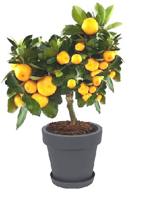 2 x Blutorangenbaum Citrus sinensis Obstbäume für drinnen den Balkon