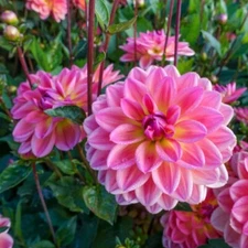 1 - PACIFIC VIEW Decorative Border Dahlia Bulb Tuber Clump  * EASY TO GROW